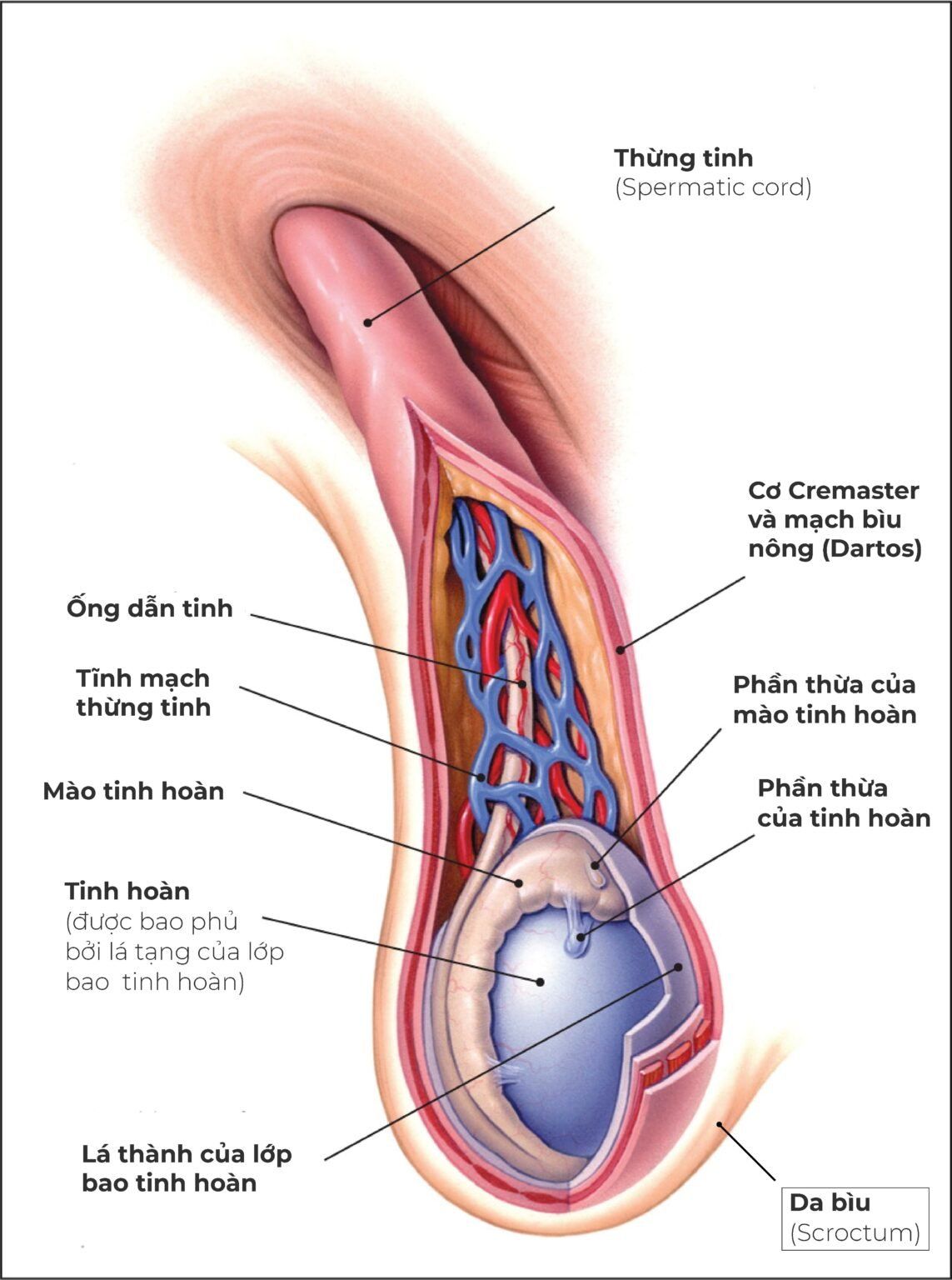 Hình ảnh 3D giải phẫu chi tiết thừng tinh bên trong cấu tạo bộ phận sinh dục nam giới