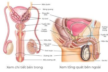 Tìm hiểu về Cấu tạo bộ phận sinh dục nam