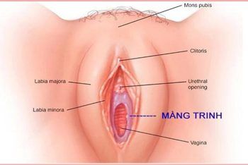 Cấu tạo của màng trinh và các lưu ý cho nữ giới 